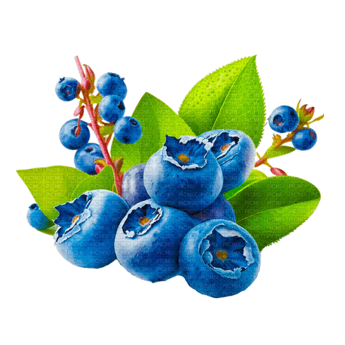 blueberries Bb2 - gratis png