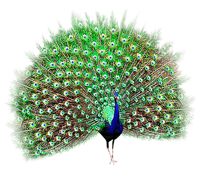 Y.A.M._Peacock bird - zdarma png