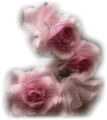 Rosas - фрее пнг