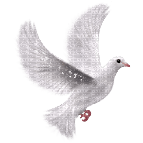 Dove - PNG gratuit