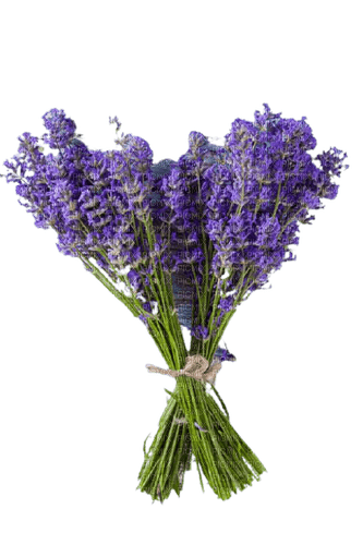 lavender bouquet - gratis png
