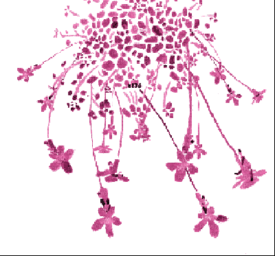 fleur s34 rose pink - 免费动画 GIF