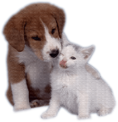 Kaz_Creations Cat Kitten Dog Pup - ücretsiz png