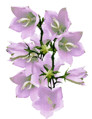 flowers milla1959 - Δωρεάν κινούμενο GIF