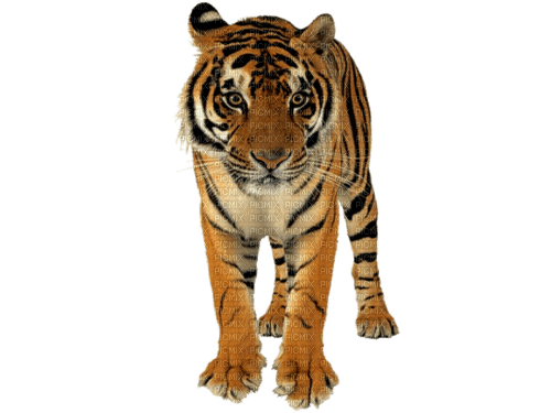 Тигр - PNG gratuit
