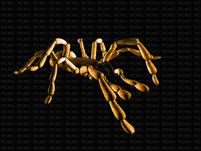 Spider bp - Ilmainen animoitu GIF