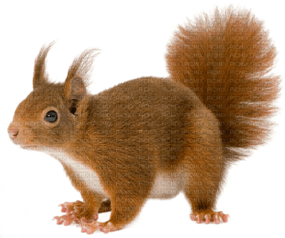 squirrel katrin - 無料png