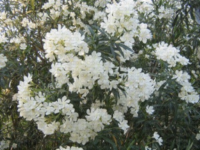 arbre fleurie - darmowe png