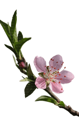 Spring Branch - δωρεάν png
