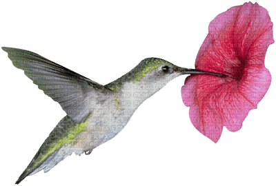 Hummingbird 2 - безплатен png