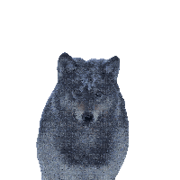 wolf in the snow - 免费动画 GIF
