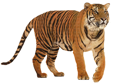 Tygrys bengalski... - GIF animé gratuit