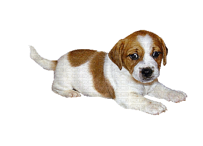 Kaz_Creations Animated Dog Pup - Gratis animeret GIF