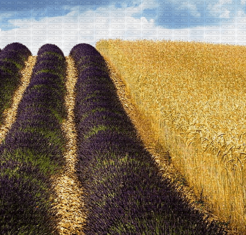 Rena Lavendel Weizen Hintergrund Landschaft - zdarma png