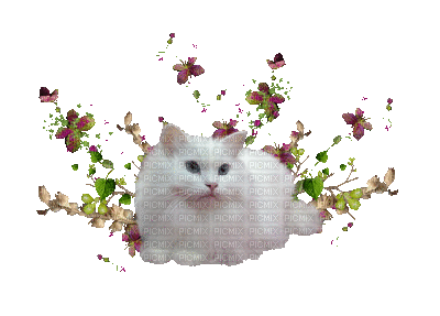Katze chat cat - Gratis geanimeerde GIF