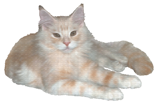 cat - 免费动画 GIF