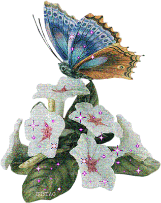 butterfly and flower - Free animated GIF