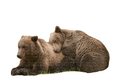 ours brun - kostenlos png