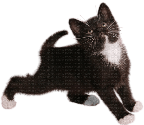 Poes - zadarmo png