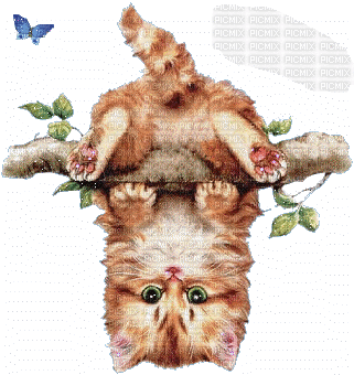 Cat Hanging Upside Down - GIF animé gratuit