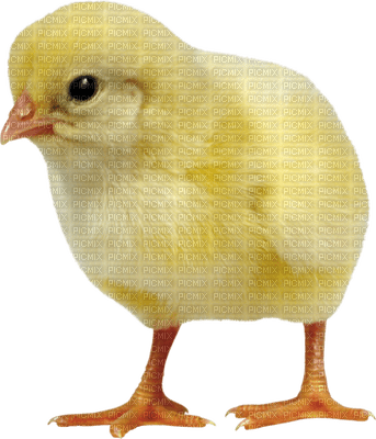 Kaz_Creations Easter Deco Chick - zadarmo png