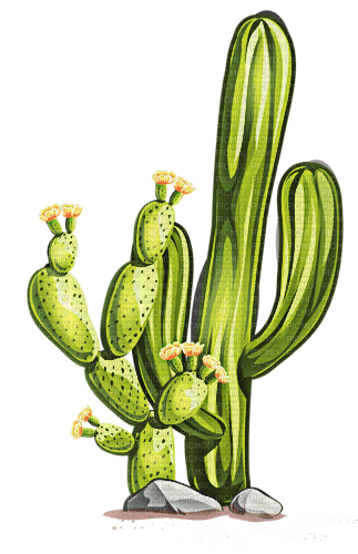 cactus - δωρεάν png