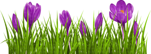 grass purple flowers - png ฟรี