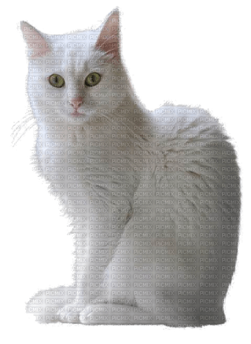 Cat, white, sitting png - безплатен png