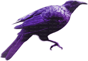 soave deco gothic bird purple - gratis png