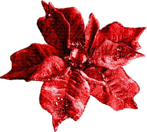 Christmas.Flower.Red - zadarmo png