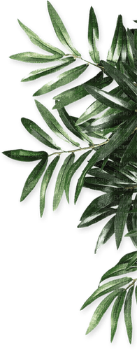 Borde de hojas verdes - gratis png