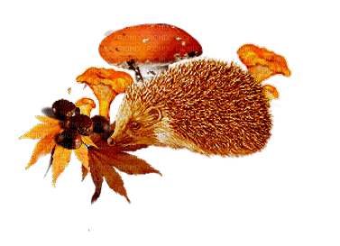 autumn cluster - Free PNG