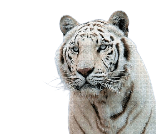 Kaz_Creations Animal-Tiger - PNG gratuit