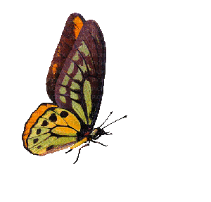 nbl-butterfly - Gratis geanimeerde GIF
