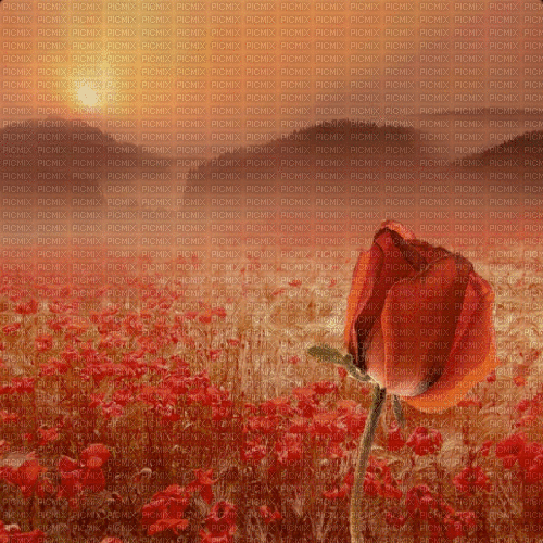 poppy flower field fleur - GIF animado grátis