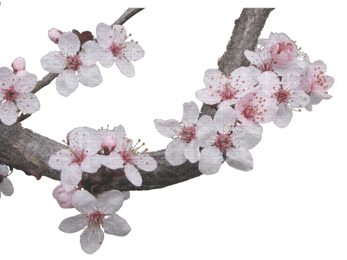 Blossom Branch - png gratis