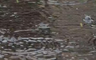 sade, rain, liikeanimaatio, effect - Darmowy animowany GIF