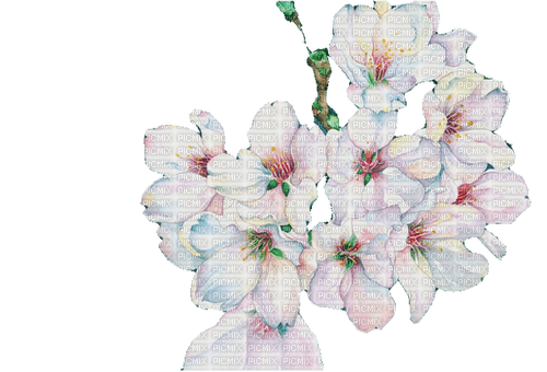 cherry blossom  Bb2 - png ฟรี