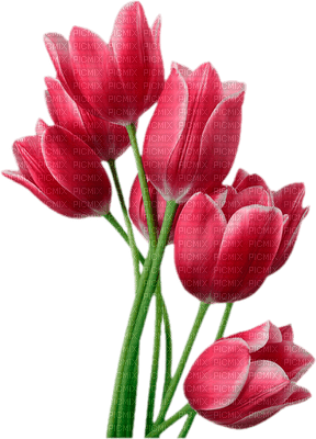 tulipan - Free PNG