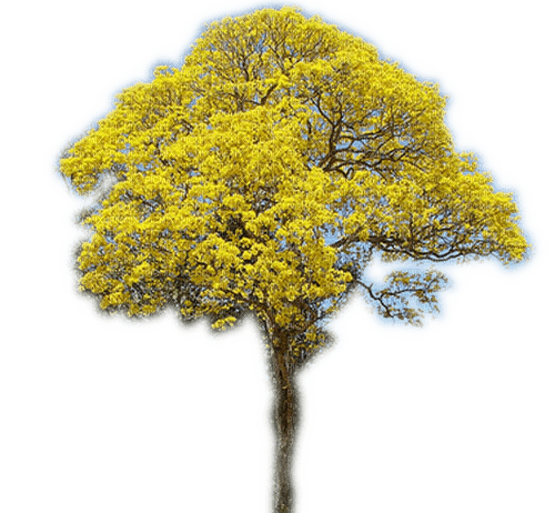 Rena yellow gelb tree frühling - ücretsiz png