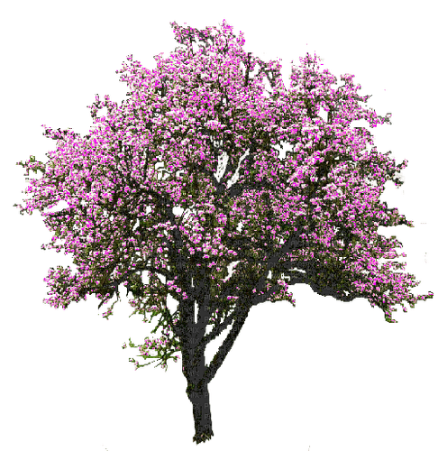 pink tree, sunshine3 - png gratuito