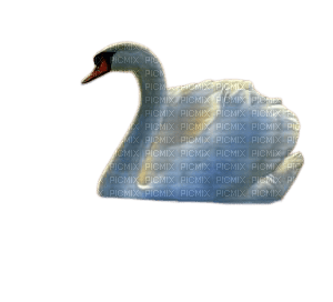 swan - Free PNG