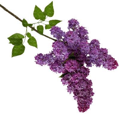fleurs lilas - Gratis geanimeerde GIF