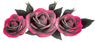 pink roses - ücretsiz png