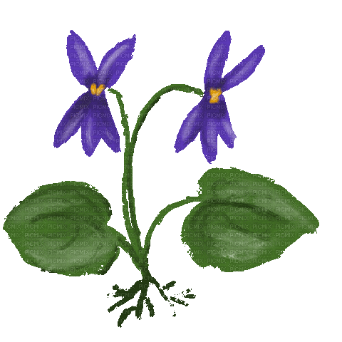 Violette.Fleur.Flower.gif.Victoriabea - Бесплатный анимированный гифка