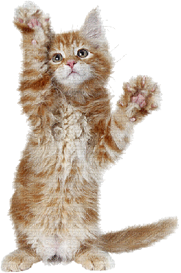 gato by EstrellaCristal - Darmowy animowany GIF