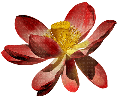 Kaz_Creations Deco Flower Colours - darmowe png