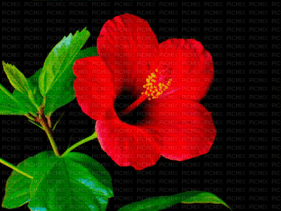 Kaz_Creations Animated Flowers Backgrounds Background - 免费动画 GIF