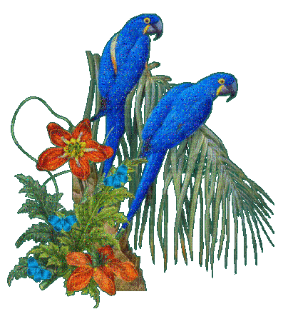 exotic birds blue parrots  sunshine3 - Kostenlose animierte GIFs