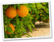 fruit oranges bp - ücretsiz png